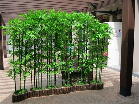 11 Sample Bamboo Trees For Privacy With Diy Home Decorating Ideas