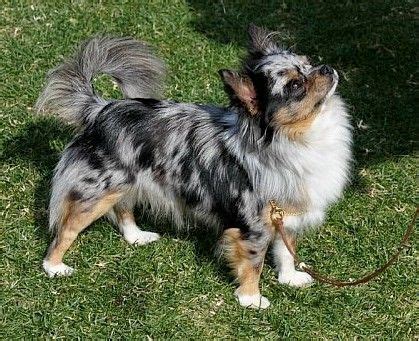 Domestic longhairs have soft, smooth, long coats. Chihuahua merle coat | Cute chihuahua, Merle chihuahua