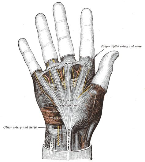 Anatomy Shoulder And Upper Limb Hand Palmaris Tendon Statpearls