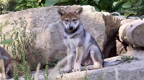 Mexican Gray Wolf Pups Born At Brookfield Zoo Released Into Wild
