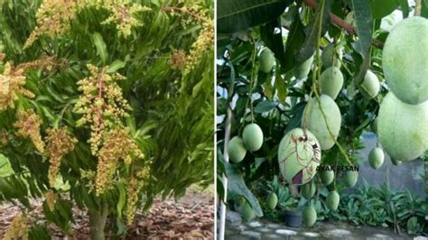 Dia berkata, setiap ranting padaku yang tidak berbuah, dipotongnya dan setiap. Pokok Mangga Berbuah Lebat Lepas Gunakan Kaedah Ini - Akak ...