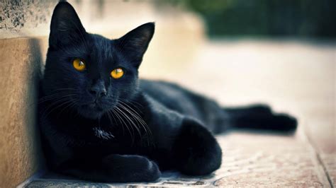 Selective Focus Photography Of Black Fur Cat Hd Wallpaper Wallpaper Flare