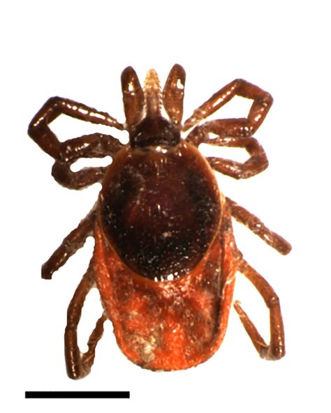 Practical Guide To Tick Borne Disease Clinicians Brief