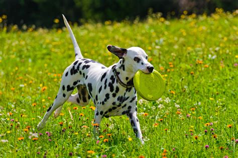 10 Dog Breeds That Love Warm Climates