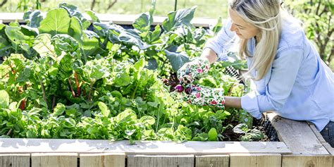 A Step-by-Step Guide to Building a Raised Garden Bed | Plant Perfect