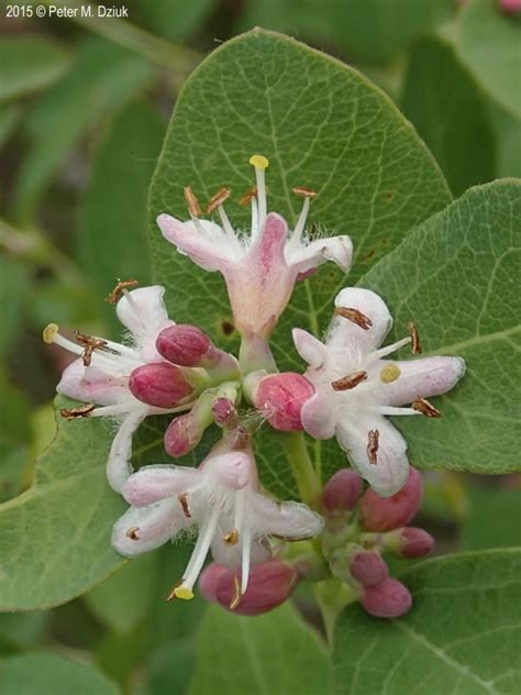 Symphoricarpos Occidentalis Wolfberry Minnesota Wildflowers