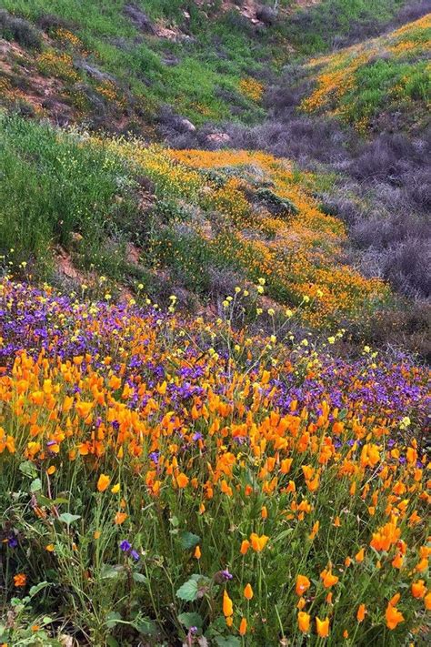 Maybe you would like to learn more about one of these? Lake Elsinore Walker Canyon Poppy Fields + How To Get The ...