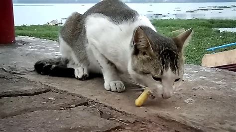 Cat Eating French Fries Youtube