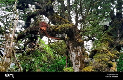 Doubtful Sound Ancient Tree New Zealand South Island Nz Stock Photo