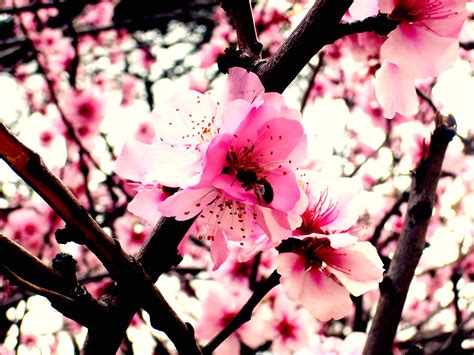 47 Peach Blossom Wallpapers Wallpapersafari