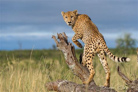 Cheetah Lookout By Brendon Cremer 500px