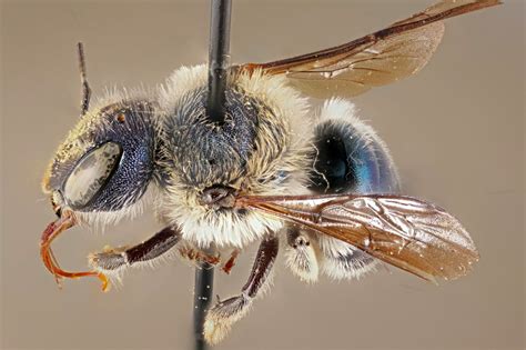Researchers ‘shocked To Find Ultra Rare Blue Bee Thought To Be Extinct