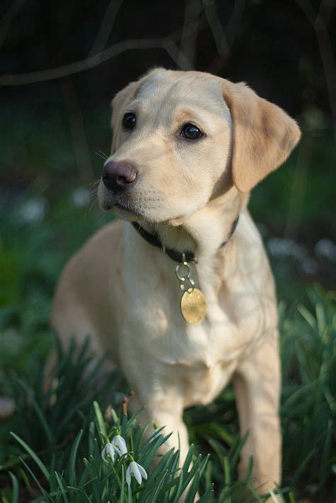 These pictures of black lab puppies are off the charts! yellow labrador retriever puppy | Tumblr