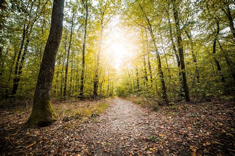 The best free nature stock photos and videos (cc0). Forest Path in Fall Season Free Stock Photo | picjumbo