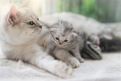 How Does A Mother Cat Discipline Her Kittens 4 Different Ways Pet Keen