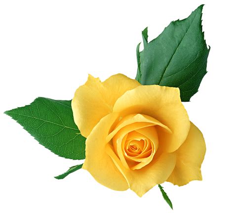 Rose Yellow Clip Art Yellow Rose Png Transparent Picture Png Download