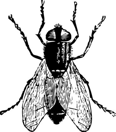 Fly Bug Insect clip art Clipart images | Free clip arts