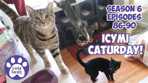 Icymi Caturday Lucky Ferals S6 Episodes 86 90 Cat Videos