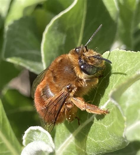 California Mountain Digger Bee Native Here Nursery