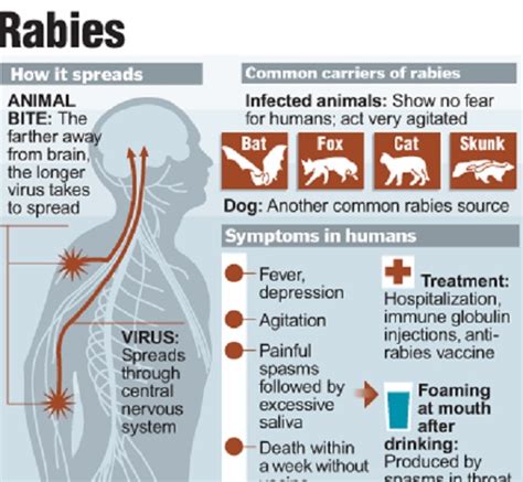 The death rate of being infected with rabies for humans, who do not receive treatment before the first symptoms show up, is 99.999%. Get Interesting Facts on Rabies - Unique Facts