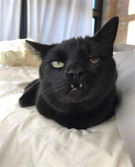 Pics Of That Cat Owners Photograph Cats Showing Their Teefies