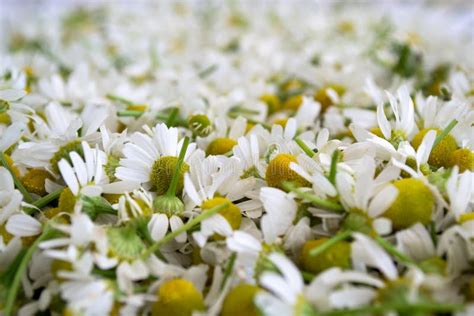 Fresh White Chamomile Flowers Flower Background Collected Chamomile Flowers Stock Image