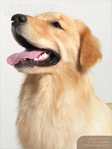 Photo Of Golden Retriever Puppy Portrait Stock Image Mxi24375