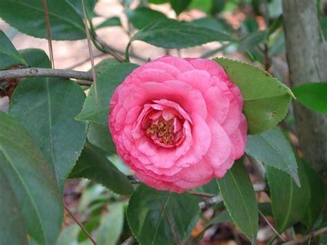 pink flower of japanese camellia nature photo gallery