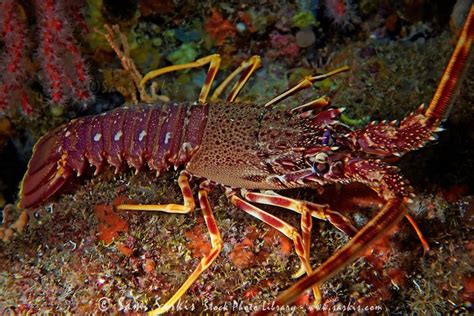 17 Best Images About Decapoda Crabs And Lobsters On Pinterest Utila