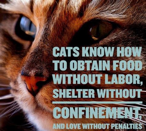 Cat Quotes: 25 Sayings Only Cat Lovers will Understand: | Cute cat