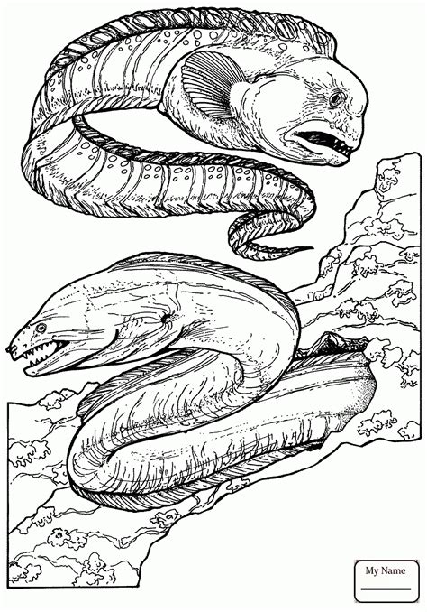 Electric Eel Drawing at GetDrawings | Free download