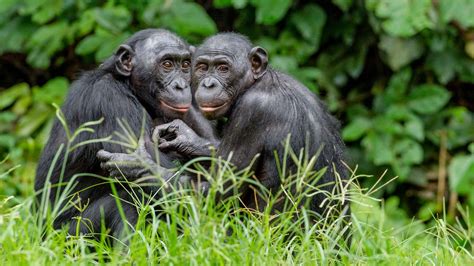 A bonobóknál az anyák csajoznak a fiaik helyett | 24.hu