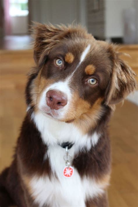Greenfield puppies has puppies for sale in ohio! My little darling