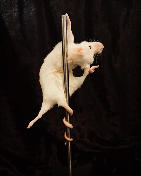 Stripper Mouse Bonbon Etsy