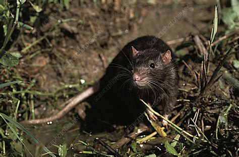 Brown Rat Stock Image C0020530 Science Photo Library