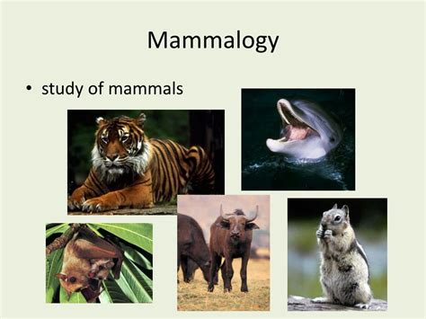 Ppt Class Mammalia Breasted Animals Powerpoint Presentation Id