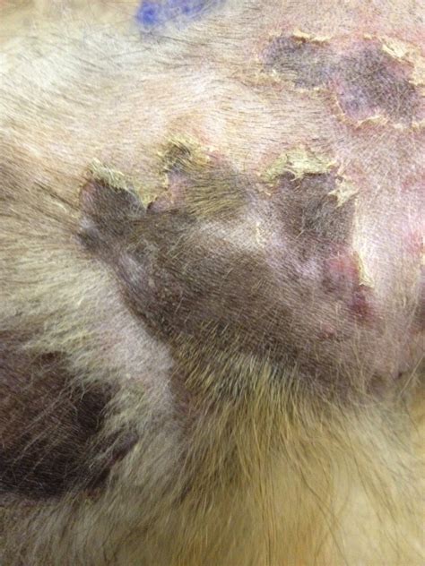 Skin Conditions In Dogs Are They Contagious — Canine Skin Solutions