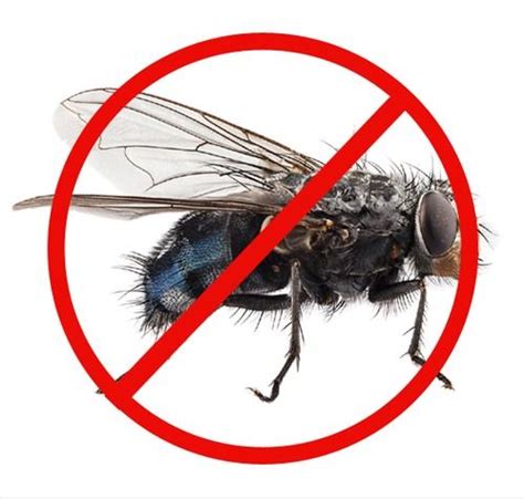 Behind 3rd mile stone hotel roorkee road, meerut, uttar pradesh. Flies Pest Control Service in Mawana, Mawana - Cerobite ...