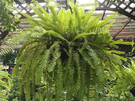 19 Different Types Of Fern Plants Home Stratosphere