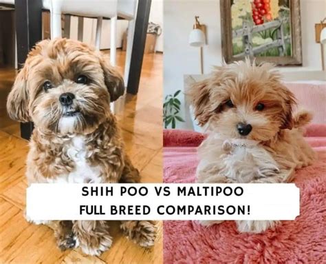 Shih Poo Vs Maltipoo Full Breed Comparison