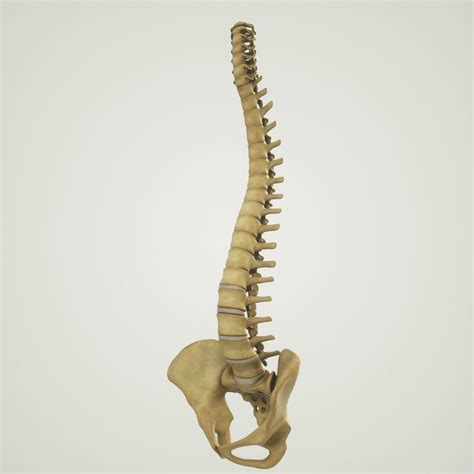 Human Spine With Pelvis And Sacrum Structure Model 3d Model Cgtrader