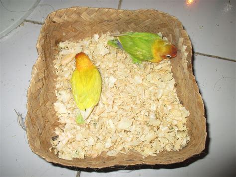 Dia tmbuh d keluarga kelas menengah dari seorang ayah bernama haris dan ibu brnama nia. Lampu berapa watt yang cocok untuk anakan Lovebird ...