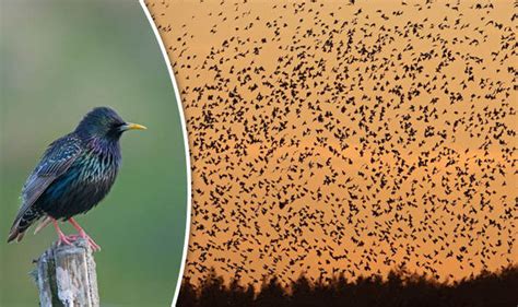 Why Do Birds Flock At Sunset Question Finally Answered By Scientists