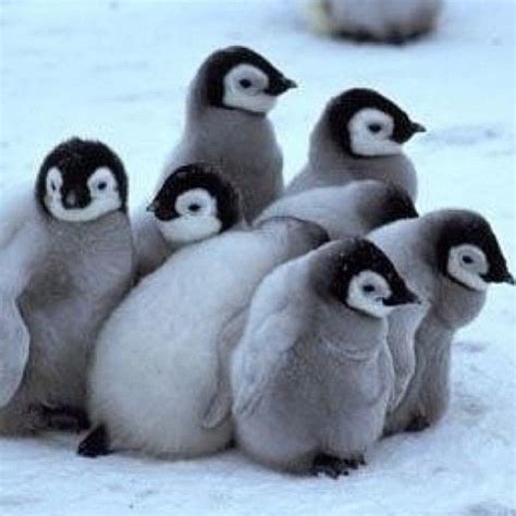 8 Best Images About Penguin On Pinterest Home Baby Penguins And