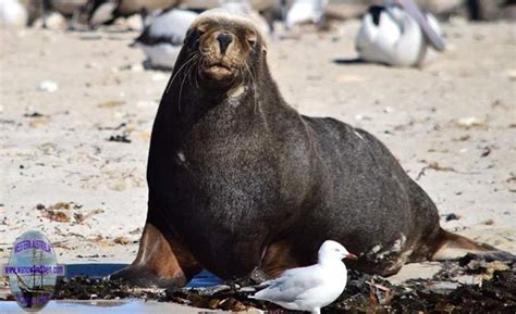 Australian Sea Lion Western Australia