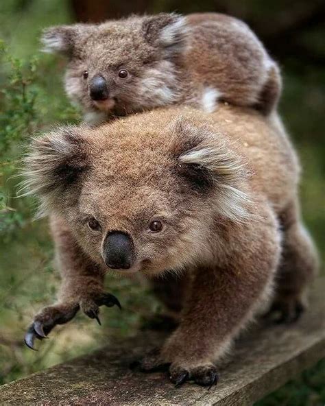 Pin By Ramona Shinkle On Koalas Cute Animals Koala Baby Animals