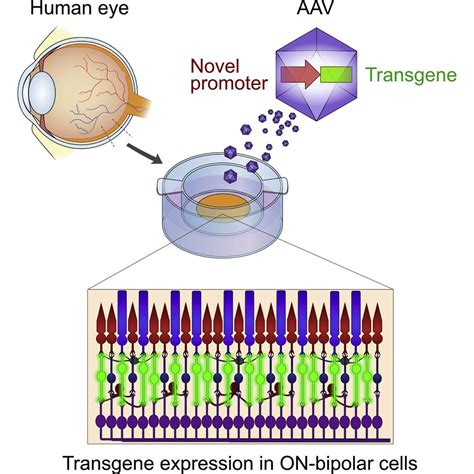 Empowering Retinal Gene Therapy With A Specific Promoter For Human Rod