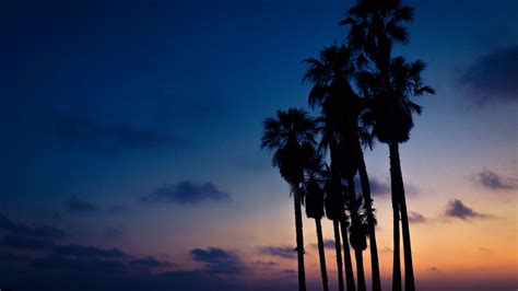 Desktop Wallpaper Palm Trees Sunset Night Sky Hd Image