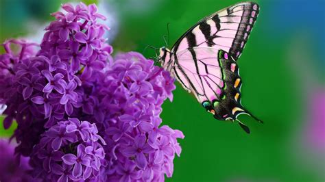 Light Pink Black Shade Butterfly On Purple Flower In Green Background