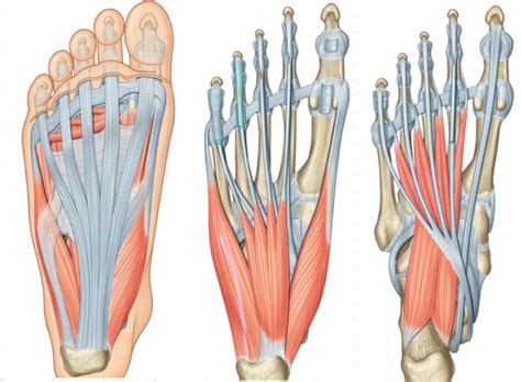 Intrinsic Muscles Of The Foot Terms 1st And 2nd Layer Diagram Quizlet